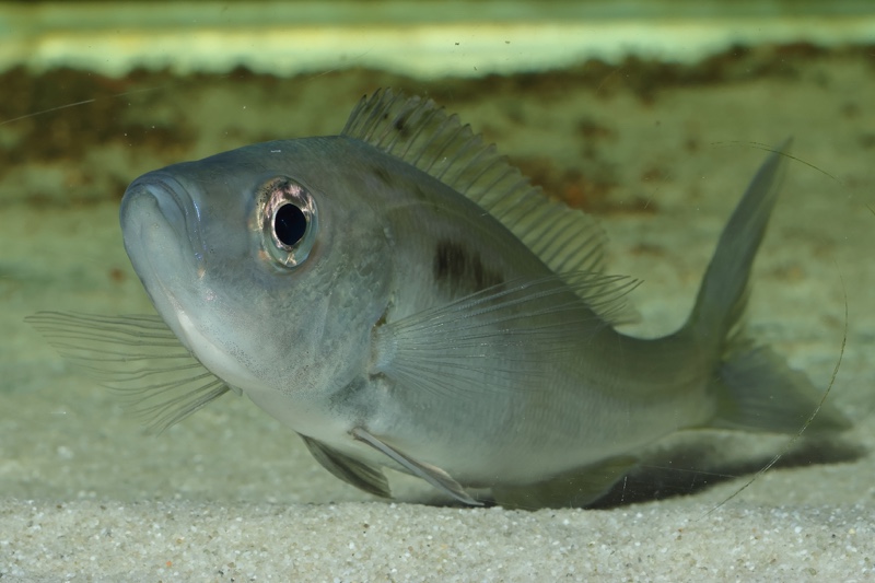 Benthochromis horii 'Cape Kabogo'